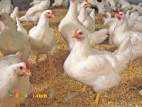 فروش مرغ تخم گذار(پولت)