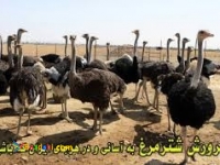 فروش شترمرغ مولد شرکت زرین توتک