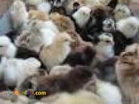 فروش جوجه مرغ بومی اصلاح نژاد شده شرکت زرین توتک: