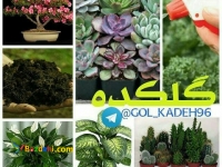 اموزش نگهداری و فروش گیاهان آپاتمانی وکاکتوس سم وکود وگلدان و خاک