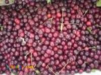 فروش کنسانتره آلبالو