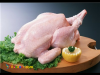 پخش عمده ي مرغ بسته بندي و مرغ قطعه بندي كشتار روز