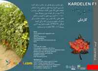 بذر گوجه کاردلن KARDELEN