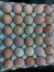 فروش تخم مرغ محلی