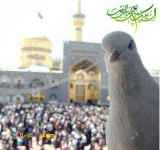 فروش ویژه تور مشهد و کیش 