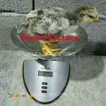 کارخانه پرورش مرغ و غاز و اردک دانیال