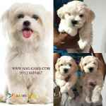 فروش سگ مالتیز عروسکی ، فروش سگ شیتزو مالتیز 