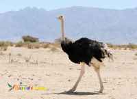 فروش شتر مرغ