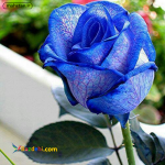 شرکت پرستاری آرامان 