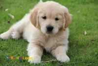 فروش توله گلدن رتریور 