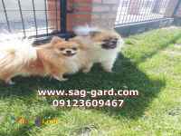 فروش سگ پامرانین وارداتی ، فروش توله پومرانین 