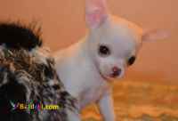 فروش سگ شیهواهوا ، فروش سگ خانگی ، توله شیهواهوا وارداتی