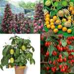 بذر گیاهان کمیاب، دراگون فروت، فیسالیس، گوجی بری، پشن فروت،اپونتا