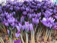 آموزش کشت زعفران ایروپونیک (گلخانه ای ) و کسب درآمد بالا