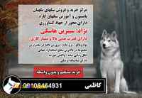  فروش سگ هاسکی اصیل بدون واسطه 09108464931