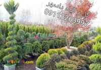 فروش درختان همیشه سبز زینتی( بدون واسطه)درمازندران