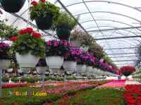 خدمات کشاورزی شرکت ستاره آماتیس