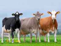 خدمات دامپروری دامیار