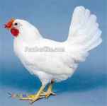 فروش مرغ تخم گذار(پولت)