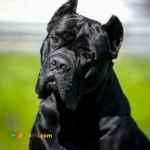 فروش سگ های کن کورسو