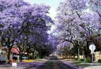 فروش نهال پالونیا