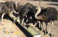 خرید شترمرغ پرواری شرکت زرین توتک: