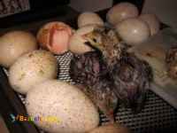 	فروش تخم بوقلمون   شرکت زرین توتک  