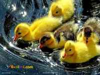 فروش جوجه اردک