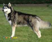 سگ چاو چاو.هاسکی نگهبان