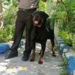 فروش سگ باکسر وروتوایلر