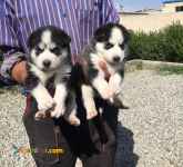 فروش سگ هاسکی در تهران , فروش توله هاسکی 