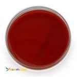 فروش محیط کشت مرک آلمان