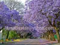 فروش نهال پالونیا