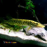 فروش بچه ماهی اردک