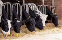 فروش محصولات دامی برای دامداری ها 