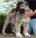 حیوانات خانگی و اهلی