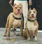 حیوانات خانگی و اهلی