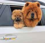 حیوانات خانگی و اهلی