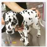 حیوانات خانگی و اهلی