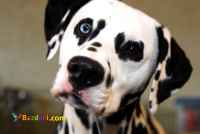 حیوانات خانگی و اهلی