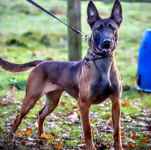 حیوانات خانگی و اهلی