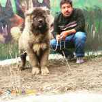 حیوانات خانگی و اهلی