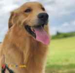 حیوانات خانگی و اهلی