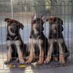 حیوانات خانگی و اهلی