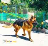 حیوانات خانگی و اهلی