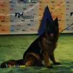 حیوانات خانگی و اهلی