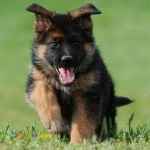 حیوانات خانگی و اهلی