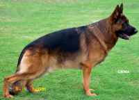 حیوانات خانگی و اهلی