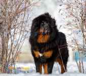 حیوانات خانگی و اهلی