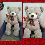 خرس ولنتاین